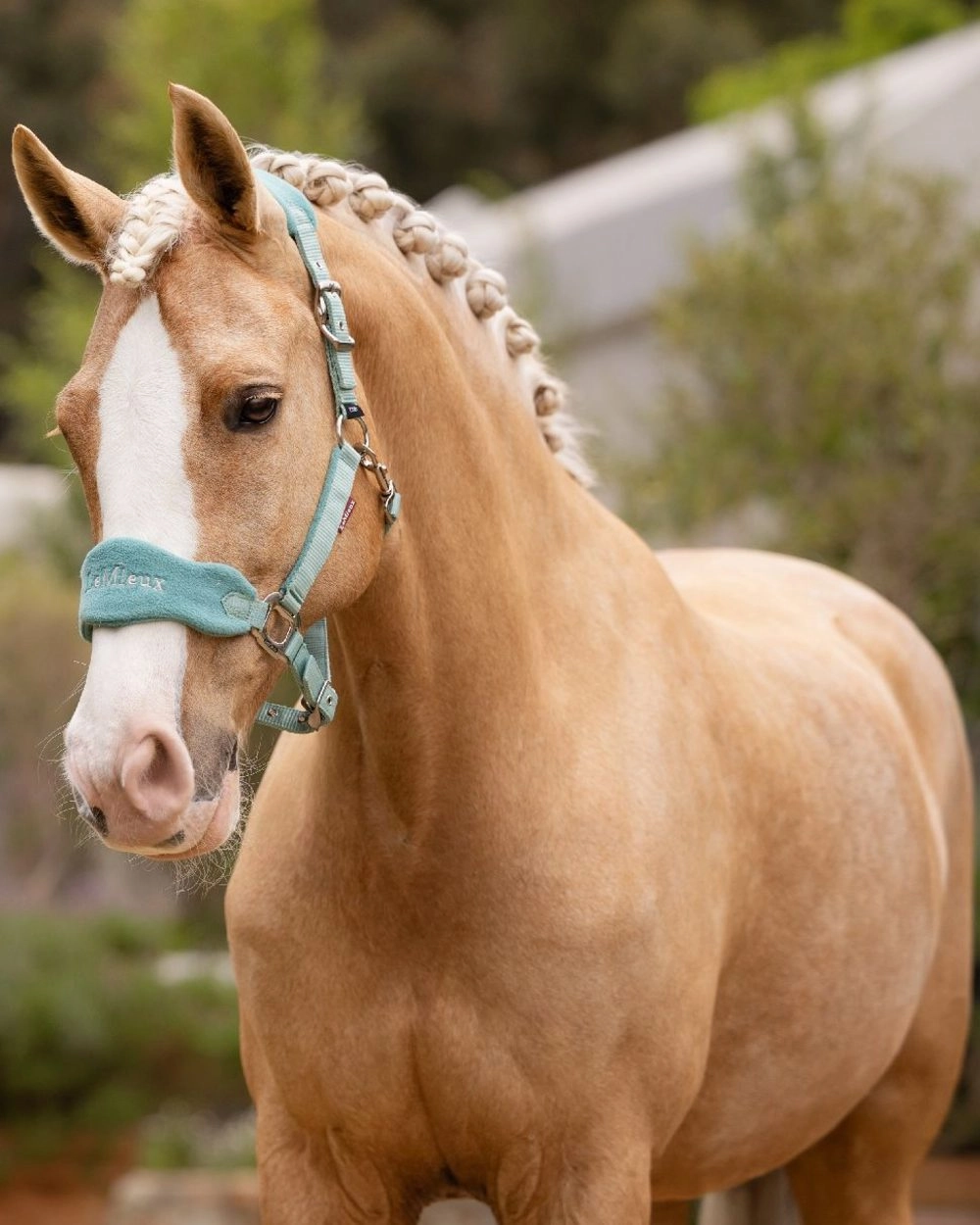 LeMieux Vogue Headcollar & Leadrope