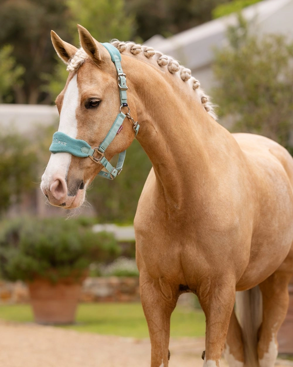 LeMieux Vogue Headcollar & Leadrope