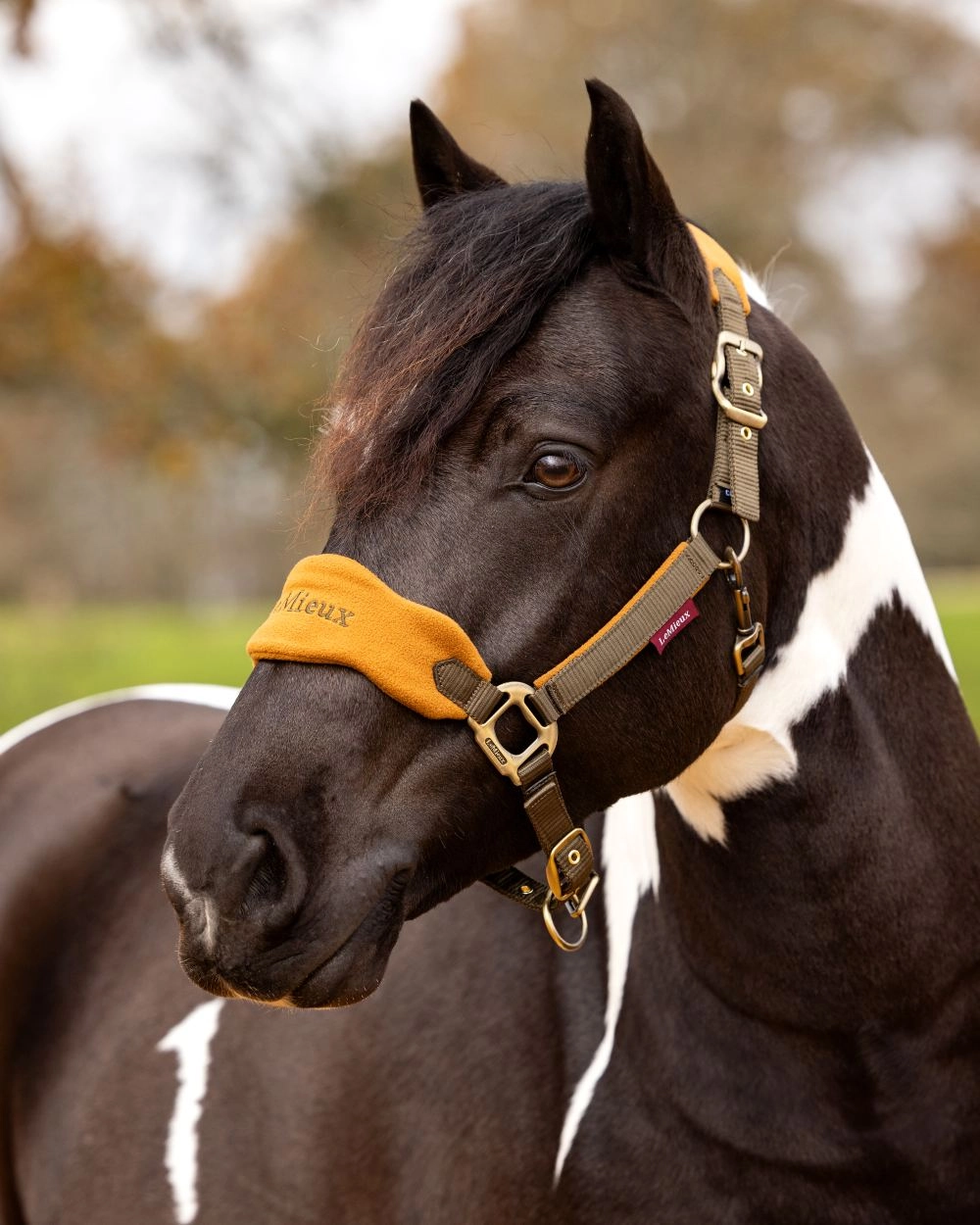 LeMieux Vogue Headcollar & Leadrope