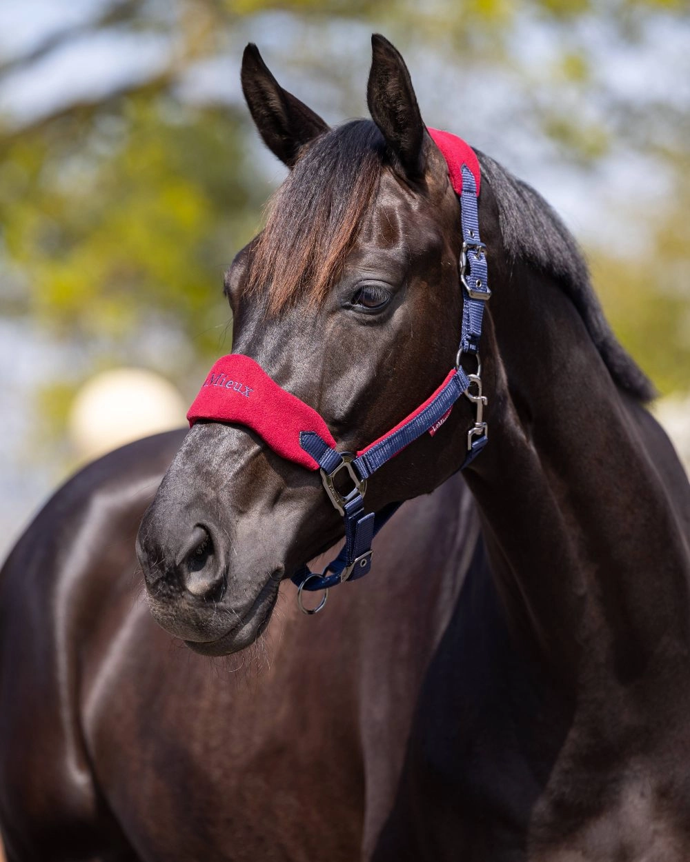 LeMieux Vogue Headcollar & Leadrope