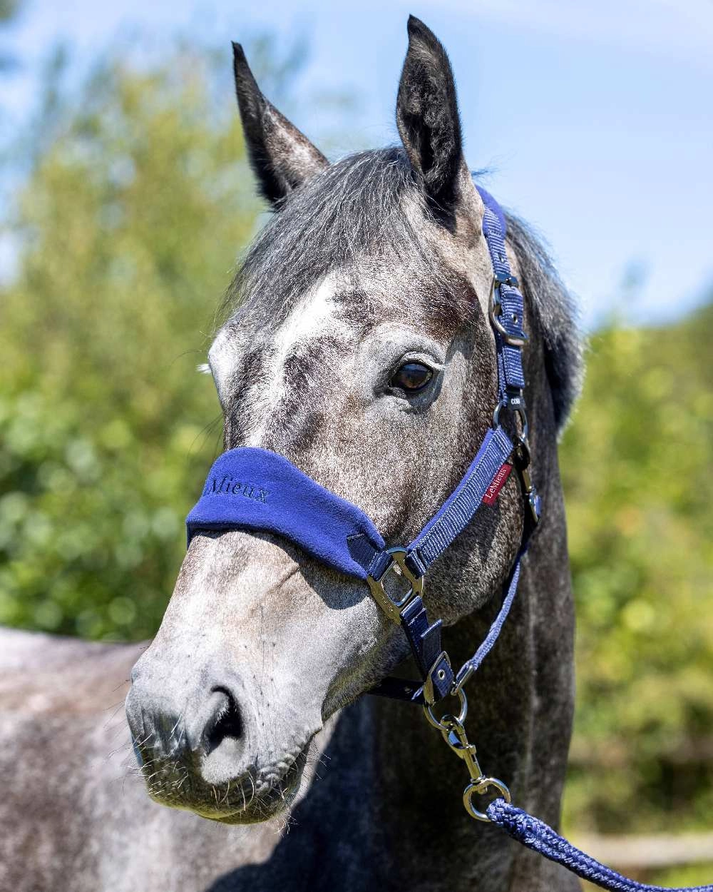 LeMieux Vogue Headcollar & Leadrope