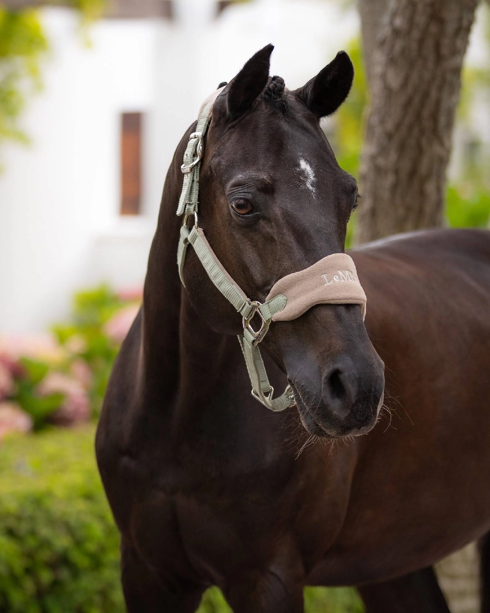 LeMieux Vogue Headcollar & Leadrope