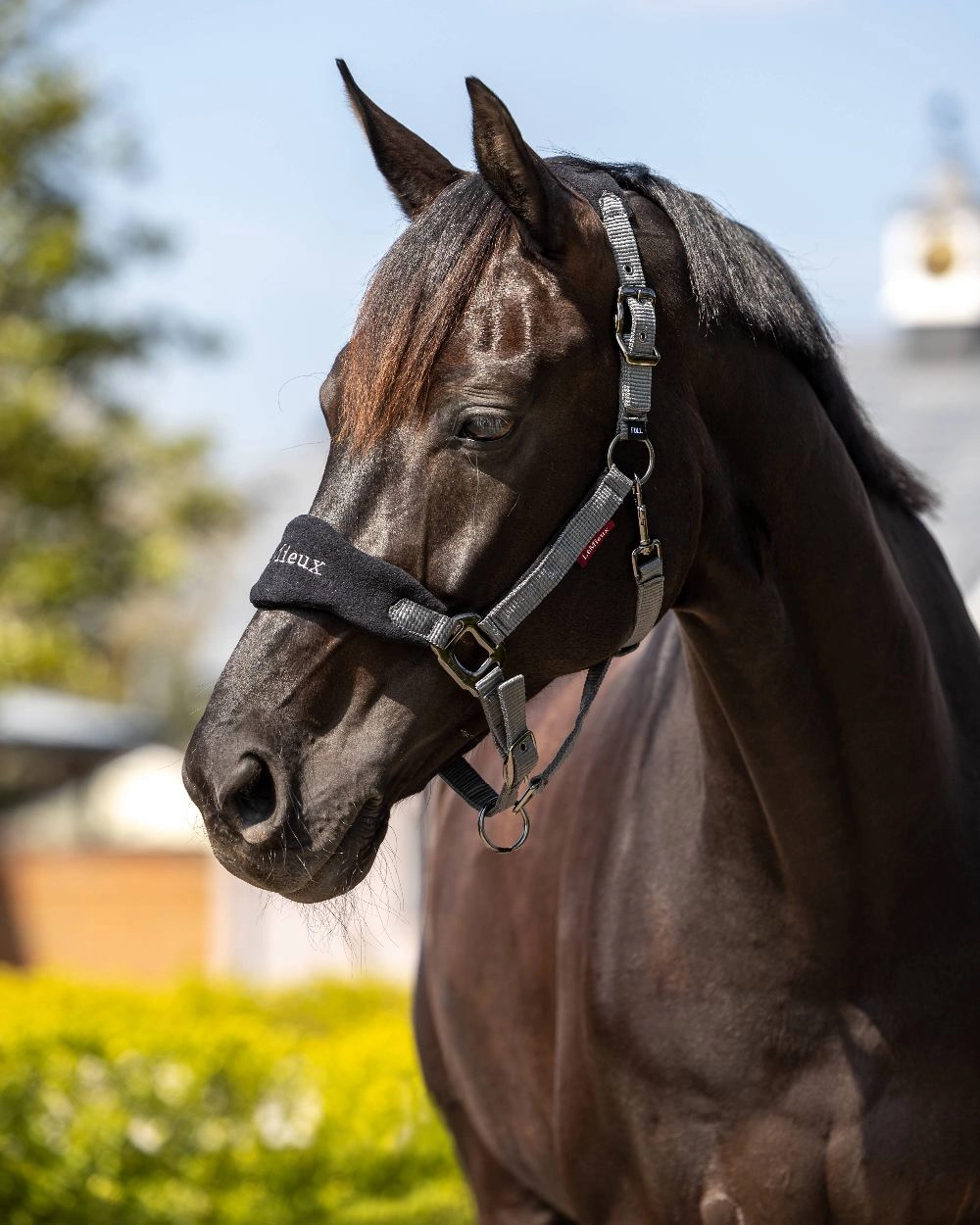 LeMieux Vogue Headcollar & Leadrope