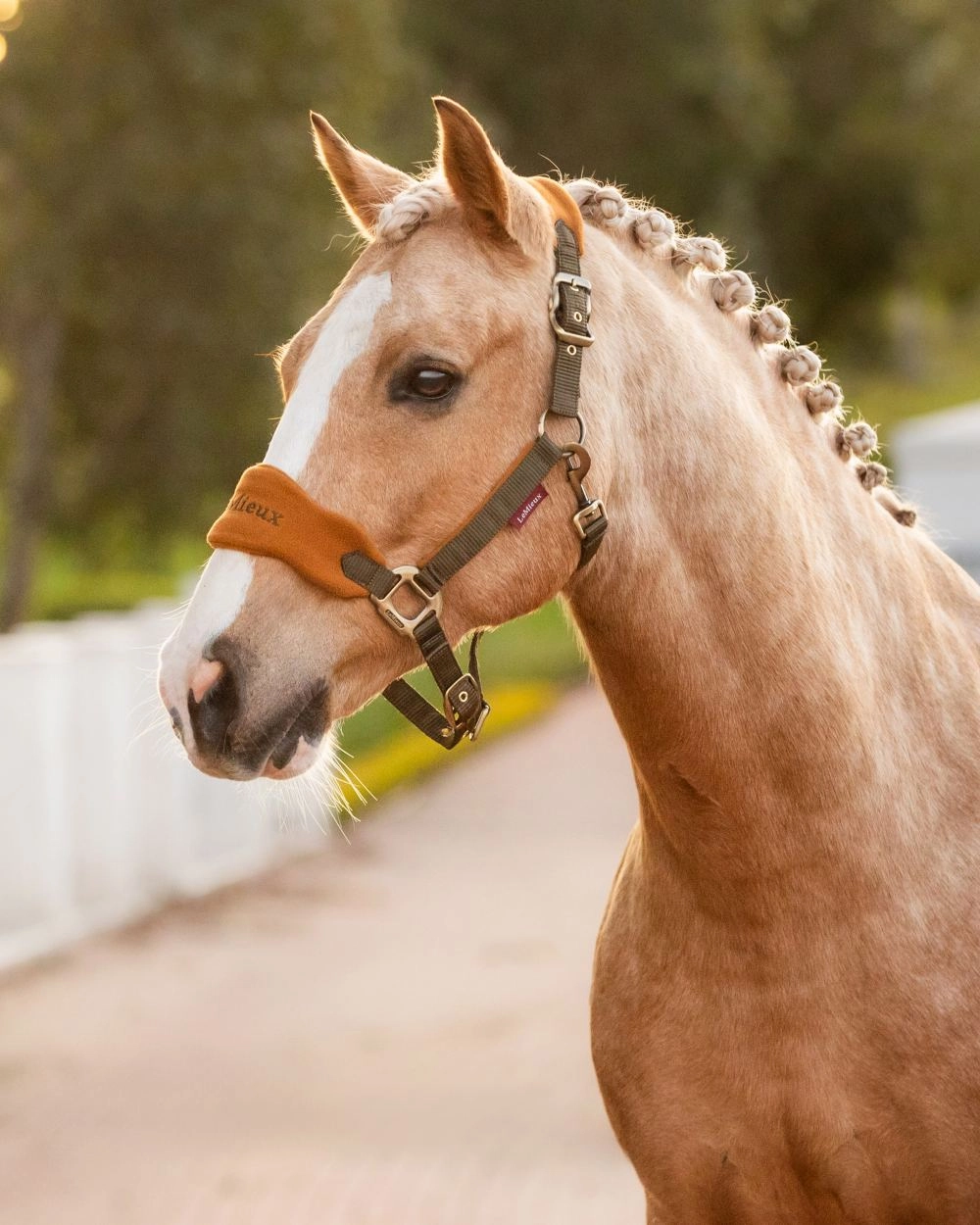 LeMieux Vogue Headcollar & Leadrope