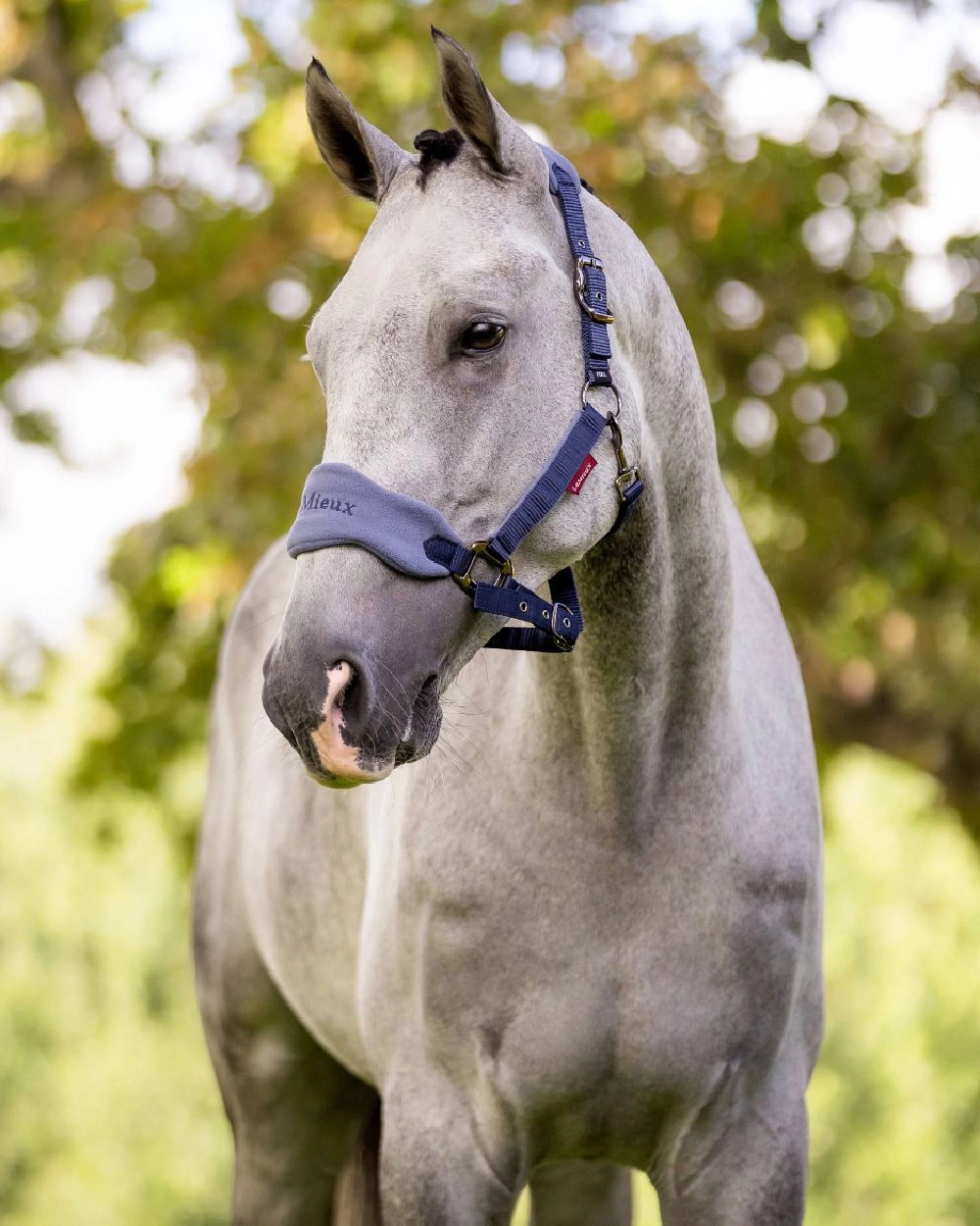 LeMieux Vogue Headcollar & Leadrope
