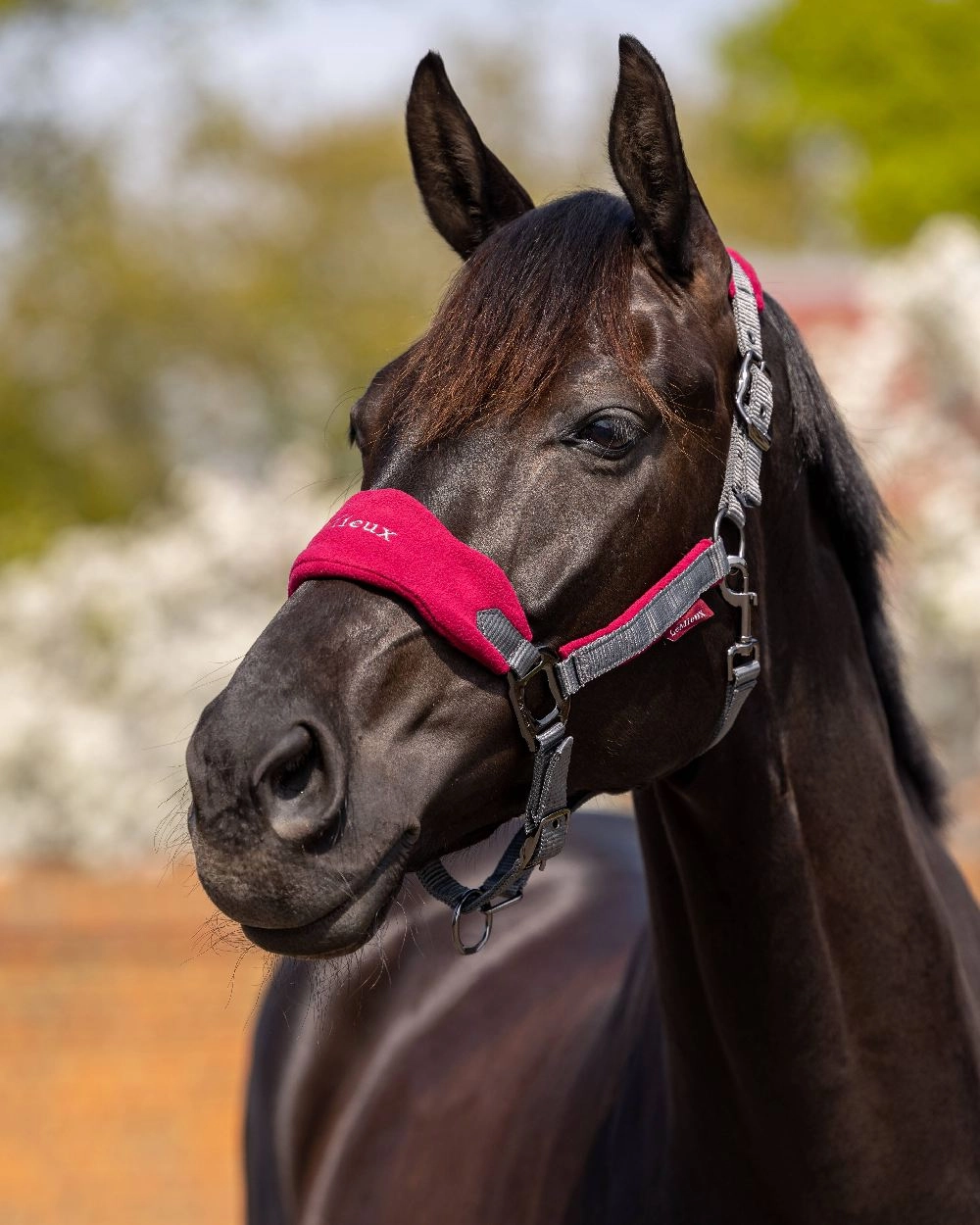 LeMieux Vogue Headcollar & Leadrope