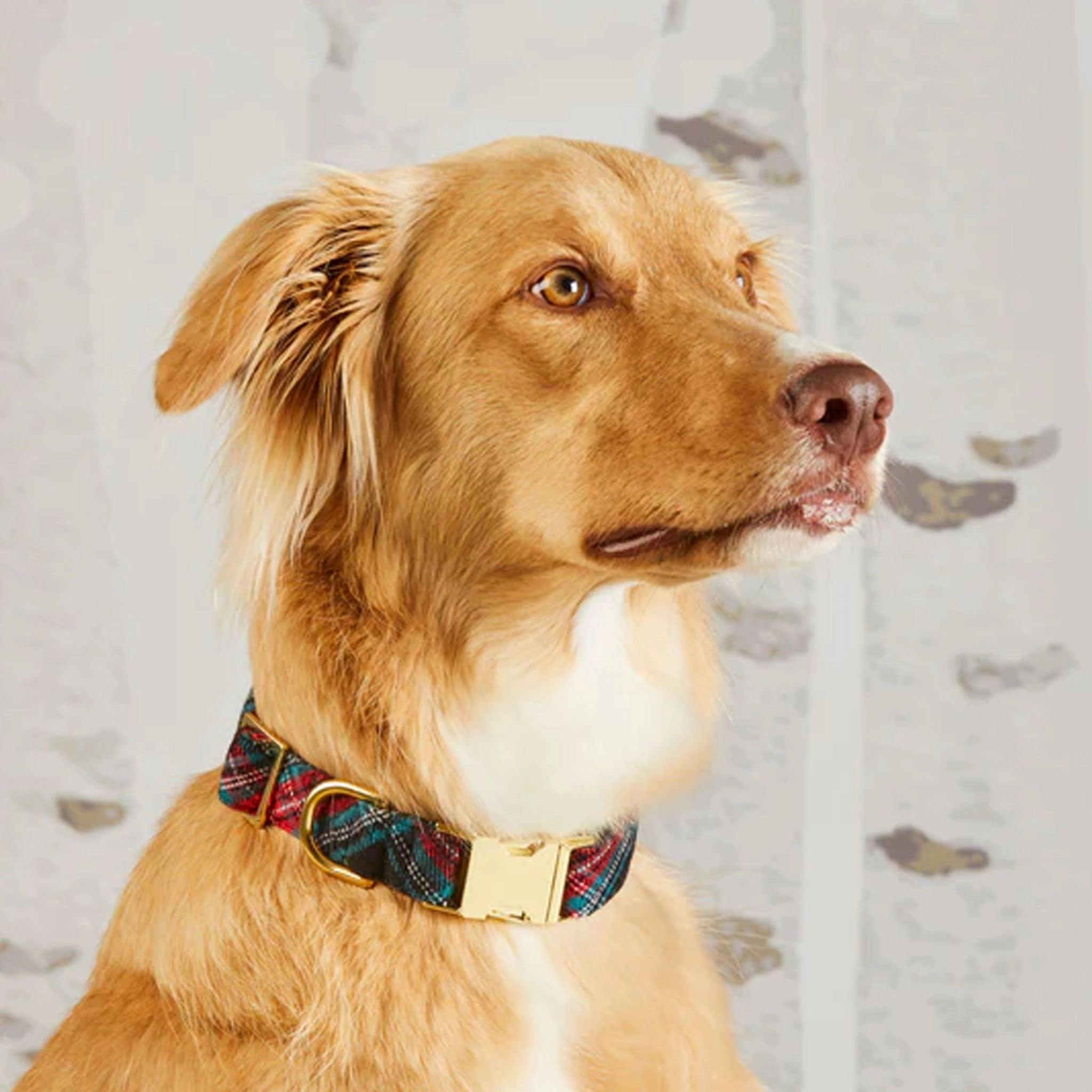 The Foggy Dog Collar - Georgia Plaid